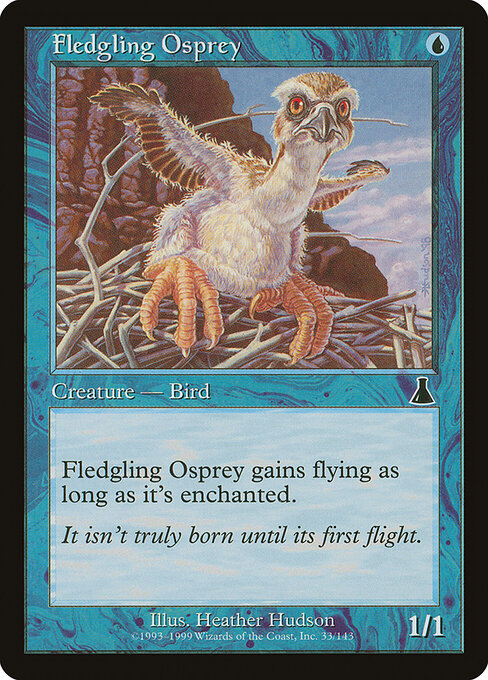 Fledgling Osprey — art by Heather Hudson